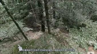 山谷真人秀在线观看,揭秘隐秘山谷中的真实生活